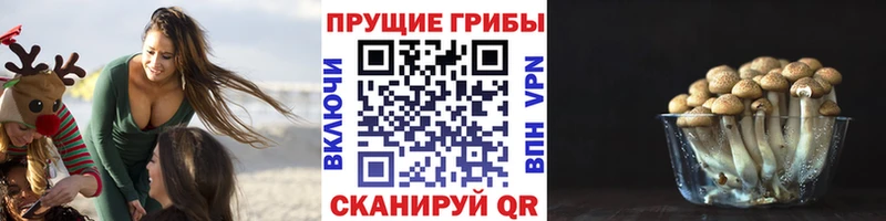 Галлюциногенные грибы Psilocybe  как найти наркотики  Тулун 
